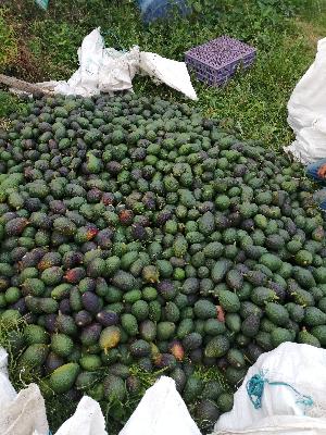 AGUACATE HASS PRIMERA SEGUNDA Y TERCERA 