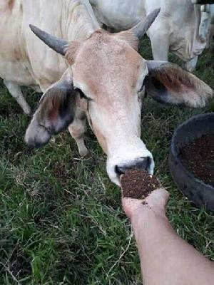 palmiste al grasa y glicerol al por mayor