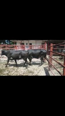 16 novillas gyrolando 