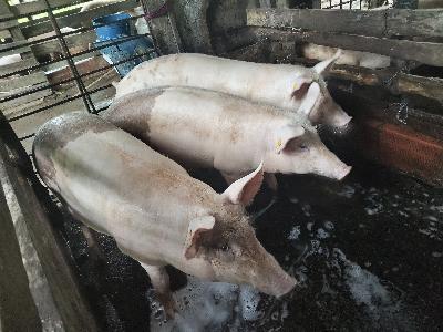 Venta de cerdos 