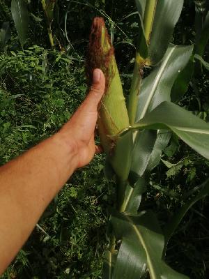 Maíz blanco biofortificado con zinc 