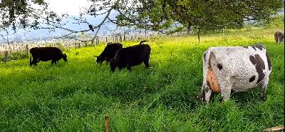 venta lote de 15 vacas jerhol en Calima Darien