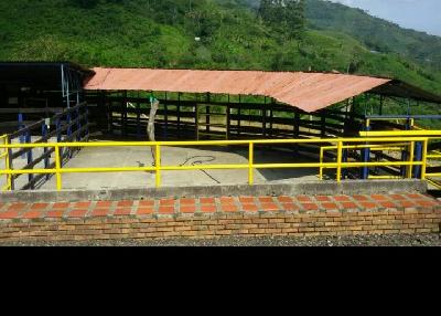 finca ganadera en la Celia , Risaralda 