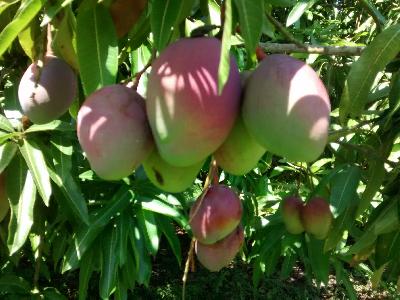 SE VENDE HERMOSA FINCA RECREACIONAL Y PRODUCTIVA A 10 MINUTOS DE NEIVA
