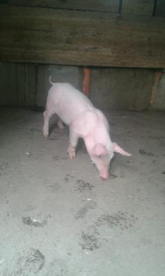 Vendo lechones 