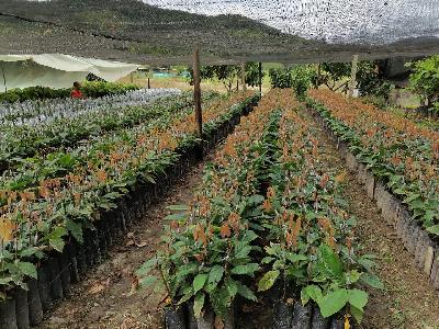 CLONES DE CACAO