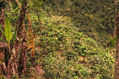 Finca Productiva 48 Ha Villahermosa, Tolima 