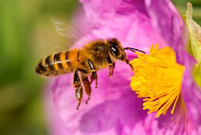 Miel de abejas 100% Natural  