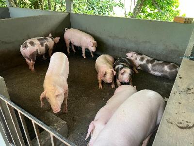 venta de cerdos en pie