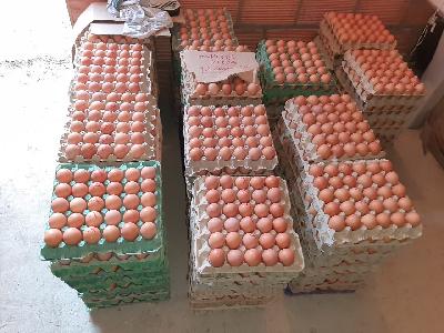 HUEVOS ROJOS POR CAJA TIPO AA, DE ALTA CALIDAD PROTEICA