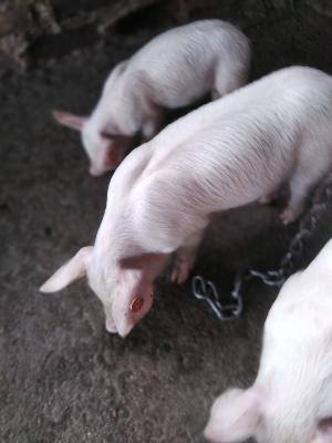 Cerdos de 45 dias 