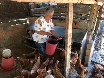 Huevo semicriollo: Bandejas de cartón por 30 unidades, tamaño A y AA. Estamos ubicados en la Vereda El Chorrillo Ambalema-Tolima