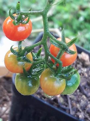 Tomates Cherry