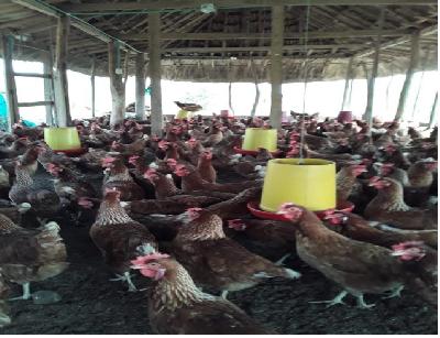 COMERCIALIZACION DE HUEVOS Y GALLINAS PONEDORAS
