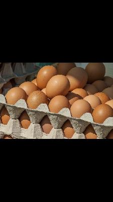 venta de huevo semicriollo