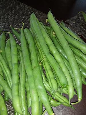 TIENDA ORGANICA AVELINA "VEGETALES ORGANICOS"