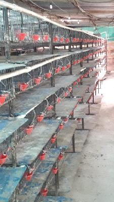 VENTA MODULOS Y ACCESORIOS PARA CODORNICES