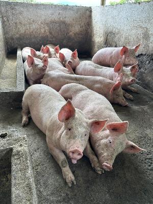 venta de marranos - cerdos pietrain