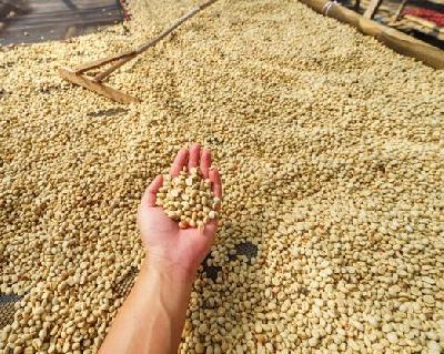 VENTA DE CAFE PERGAMINO