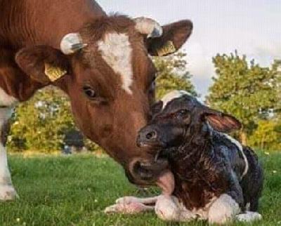 vacas paridas