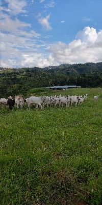 49 novillas a la venta 