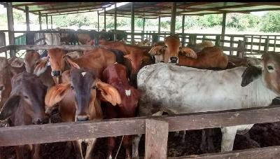 "GANADERIA EL SARAL" produce y comercializa leche y terneros destetos a nivel Municipal y regional, a través de la implementación de técnicas pecuarias adecuadas, aplicando buenas prácticas ganaderas (BPG) que nos permiten ofrecer la leche como un producto inocuo y de alta calidad y los terneros con un buen potencial genético a nuestros clientes