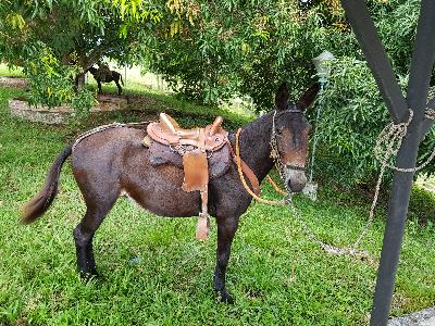 mula de silla