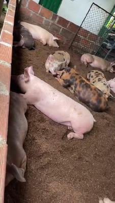 VENTA DE CERDOS EN PIE 