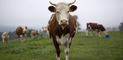 VACA