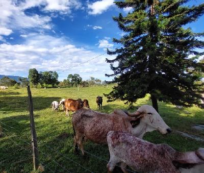 Vendo vacas , novillas y terneras gyr y normando