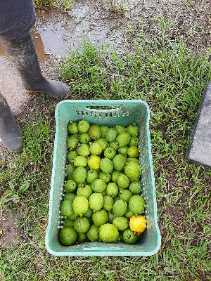 GUAYABA CORONILLA