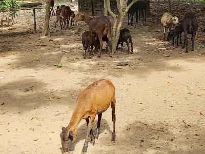 en venta lote de carneros en total 22 hay 7 preñadas. a buen precio. 