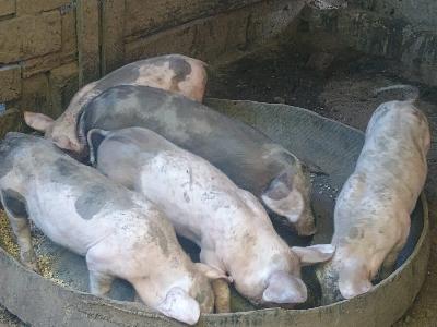 4 cerdos a la venta